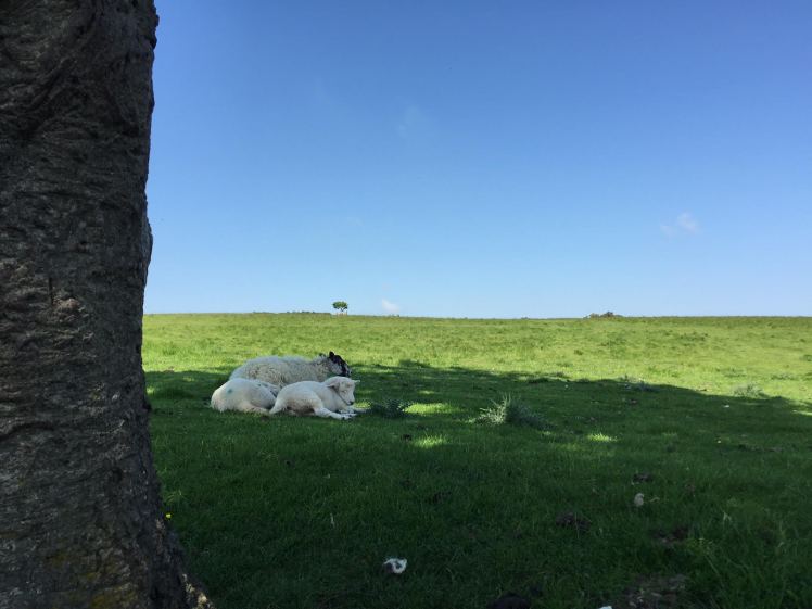 Cleeve Hill, Cotswolds