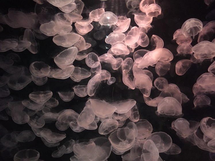 Un week-end à La Rochelle - Un café avec Clémentine