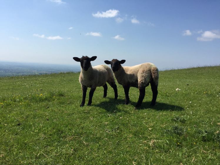 Cleeve Hill, Cotswolds