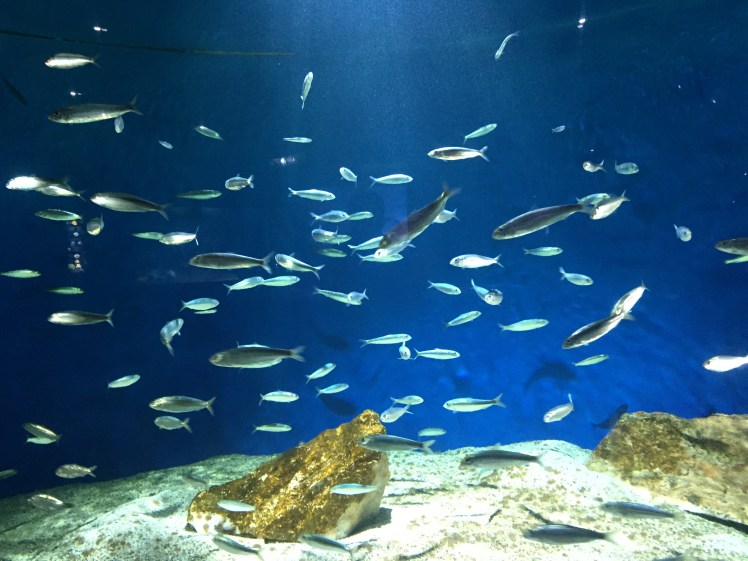 Un week-end à La Rochelle - Un café avec Clémentine